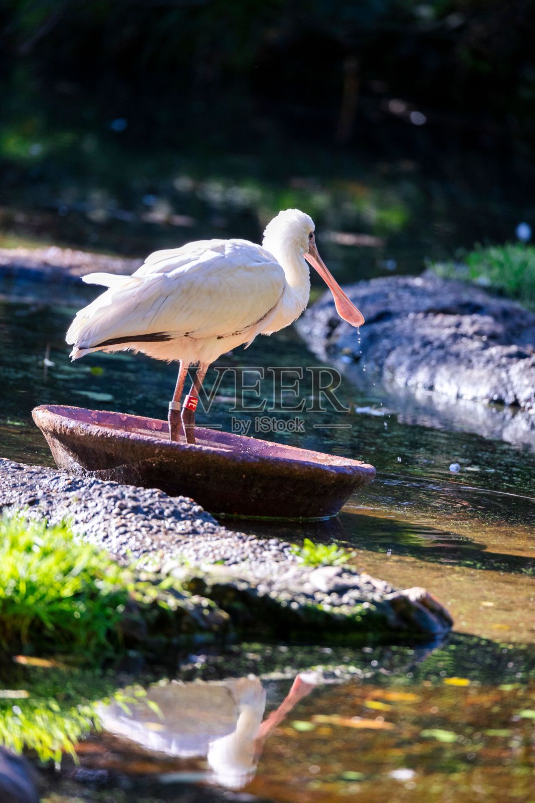 垂直拍摄的非洲琵鹭栖息在湖上的岩石上照片摄影图片