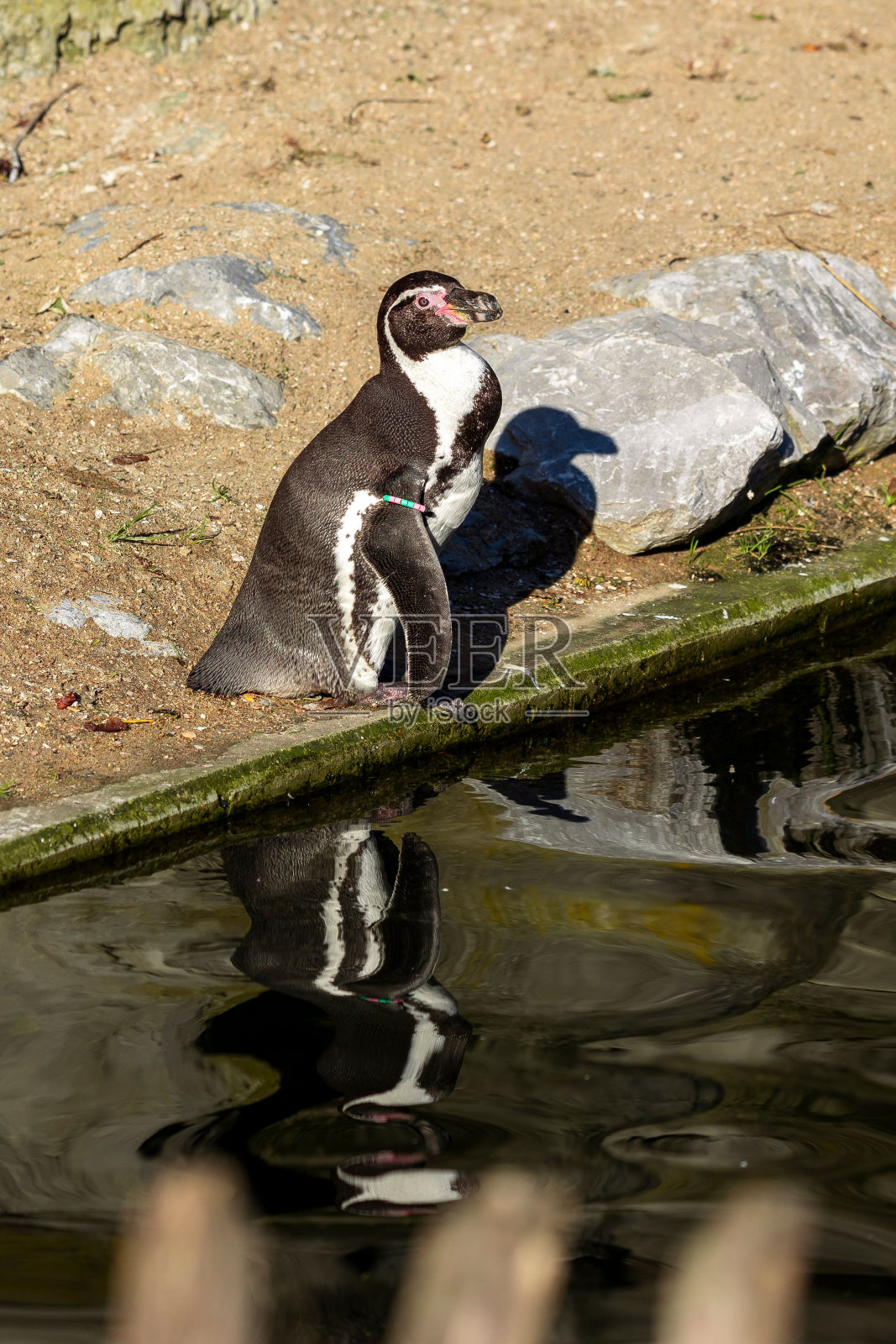 一只可爱的洪堡企鹅在池塘岸边的垂直镜头照片摄影图片