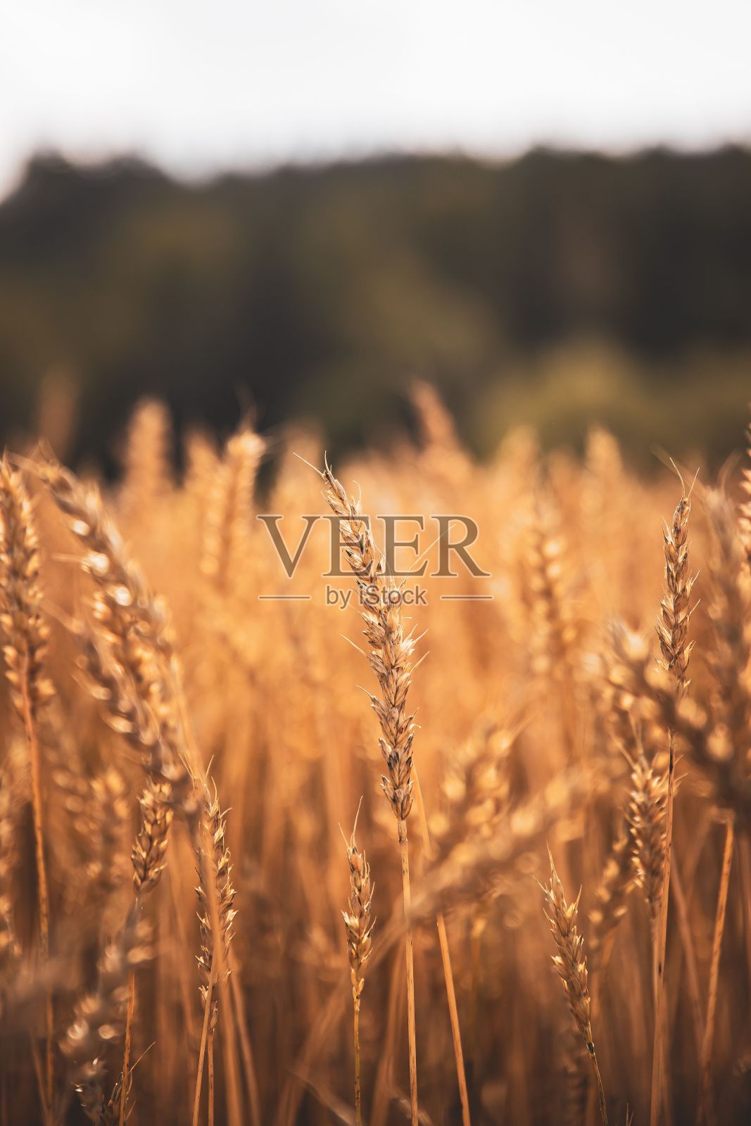 小麦黑麦麦田的特写和垂直镜头照片摄影图片