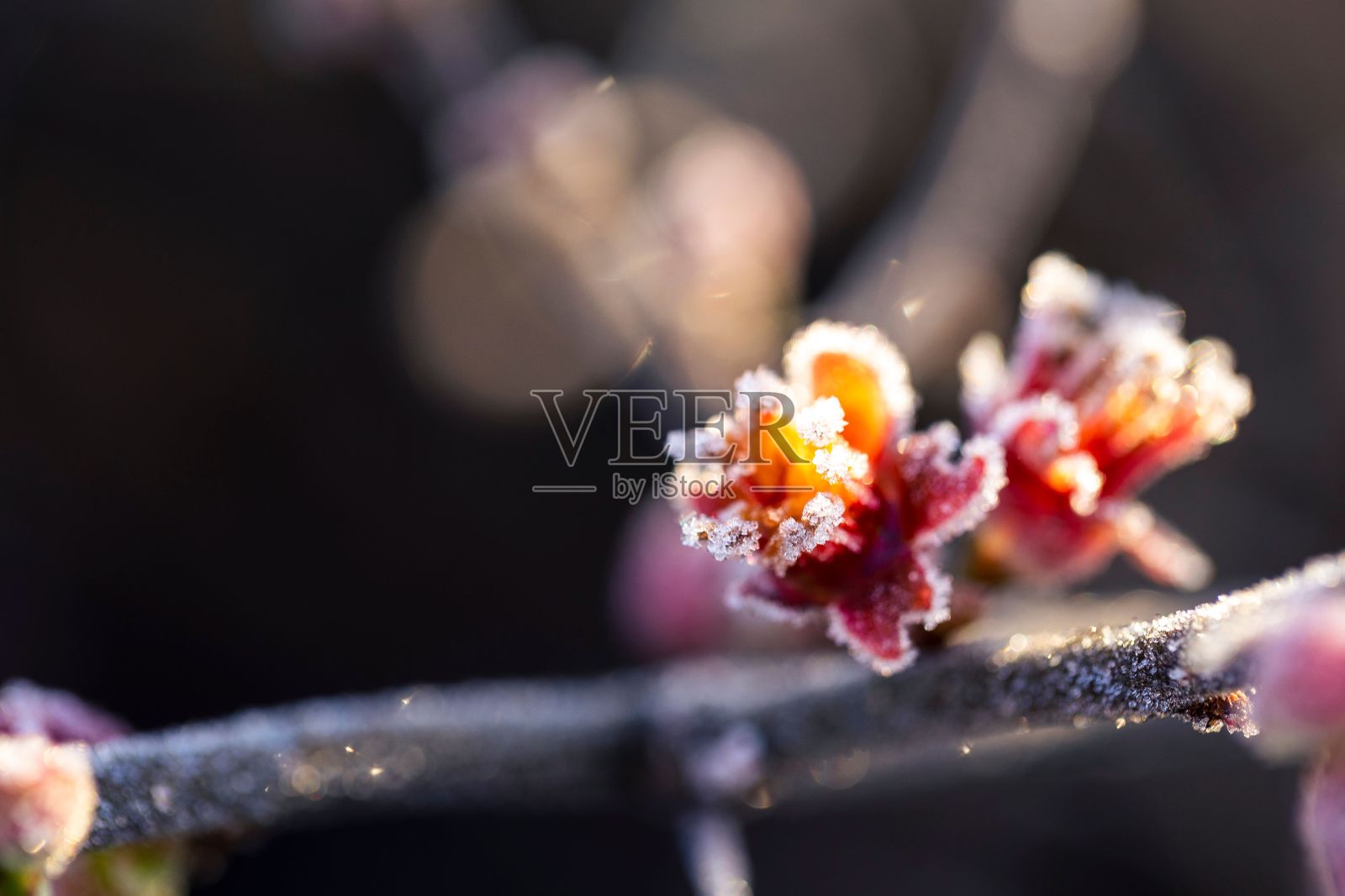 选择性聚焦拍摄的霜冻黄红色芽在树上-天然壁纸照片摄影图片