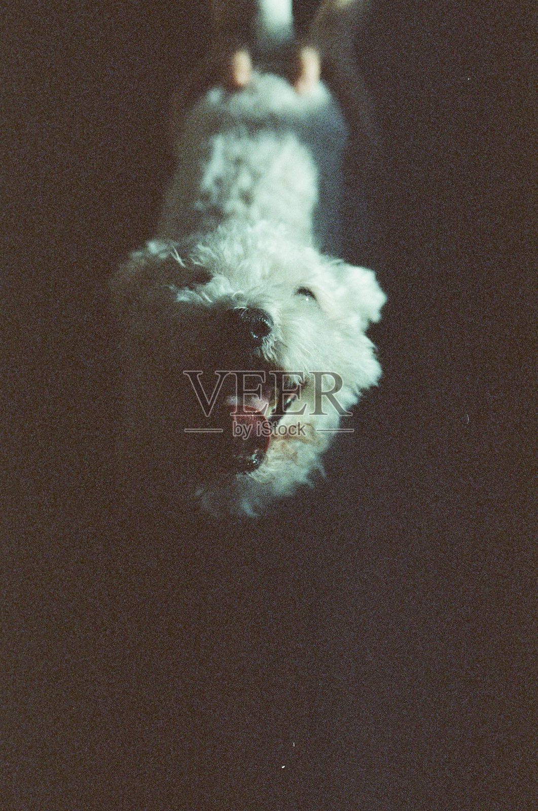 垂直拍摄的白色小狗在黑暗的背景中有一张可爱的脸照片摄影图片