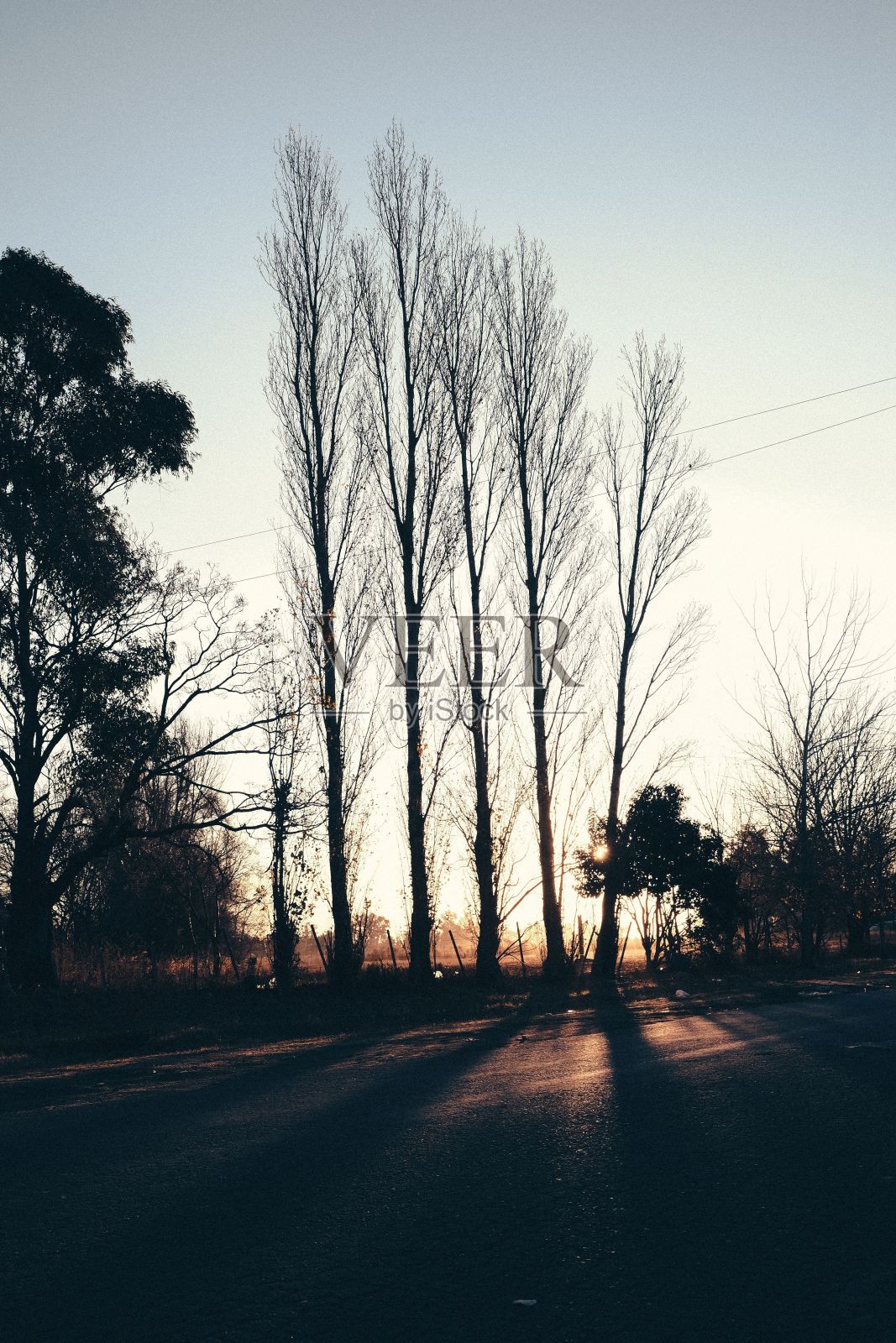 沿着柏油路，在光秃秃的高大树木后面垂直拍摄的阳光照片摄影图片