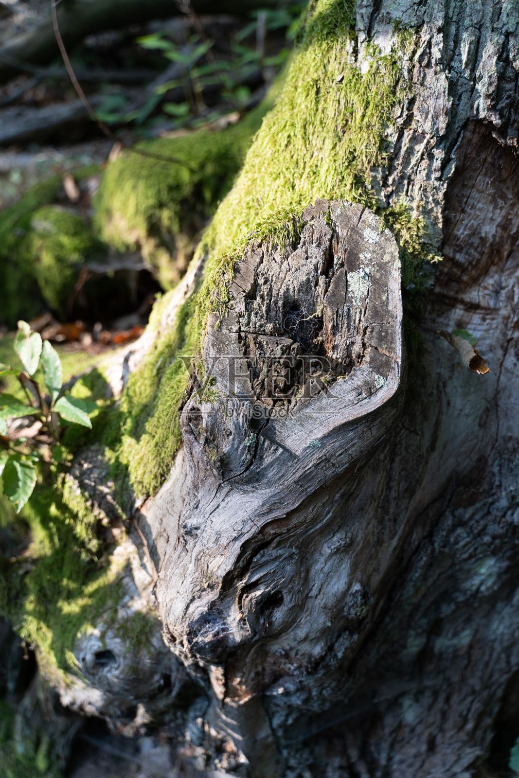 垂直拍摄的树皮，上面有一个覆盖着苔藓的小洞照片摄影图片