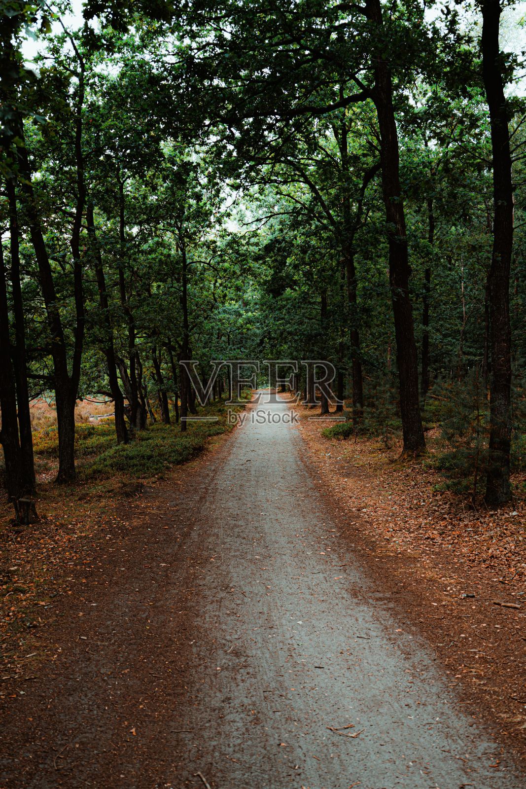 垂直拍摄的路径穿过茂密的绿色树木的森林照片摄影图片