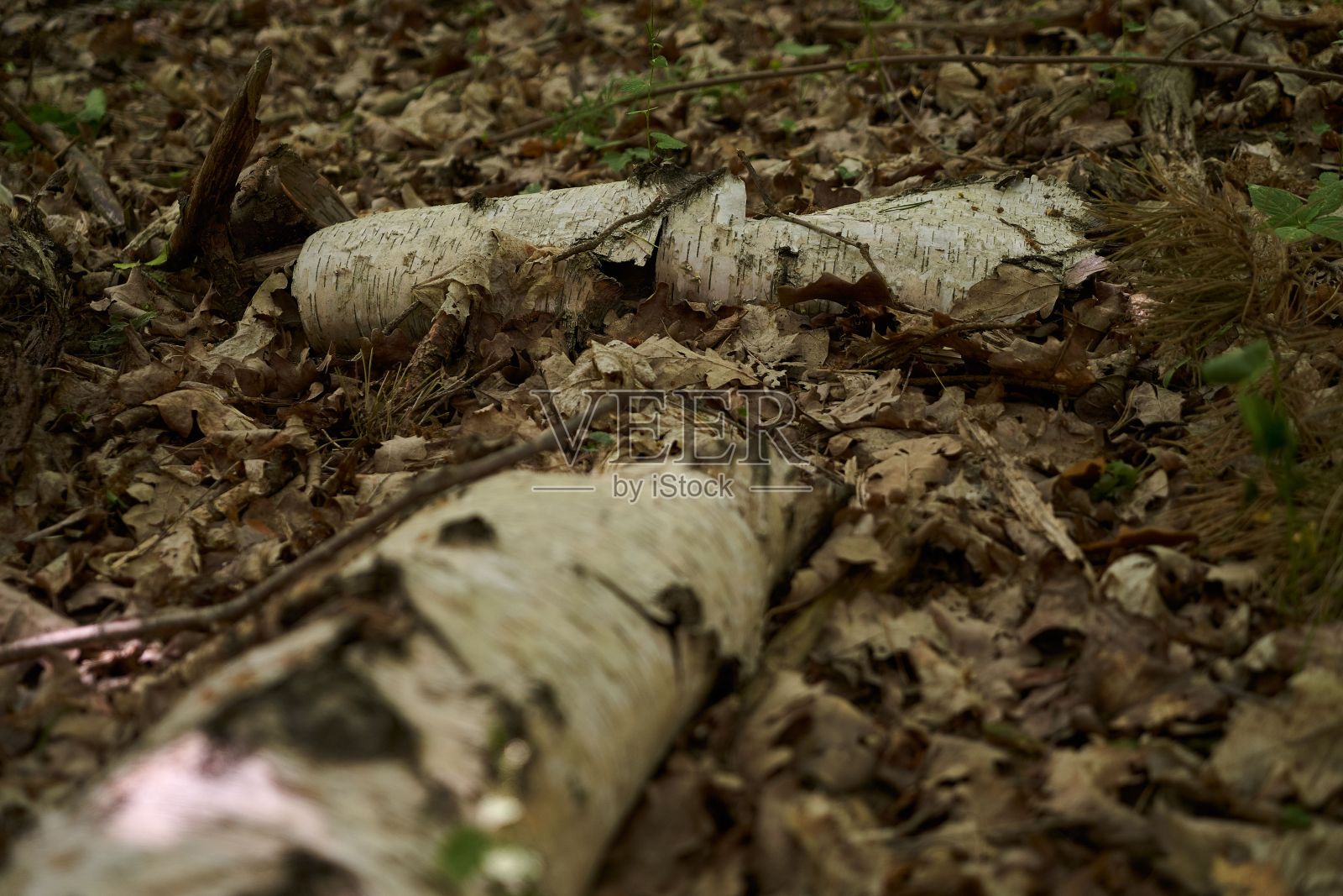 森林里地板上的桦树。照片摄影图片