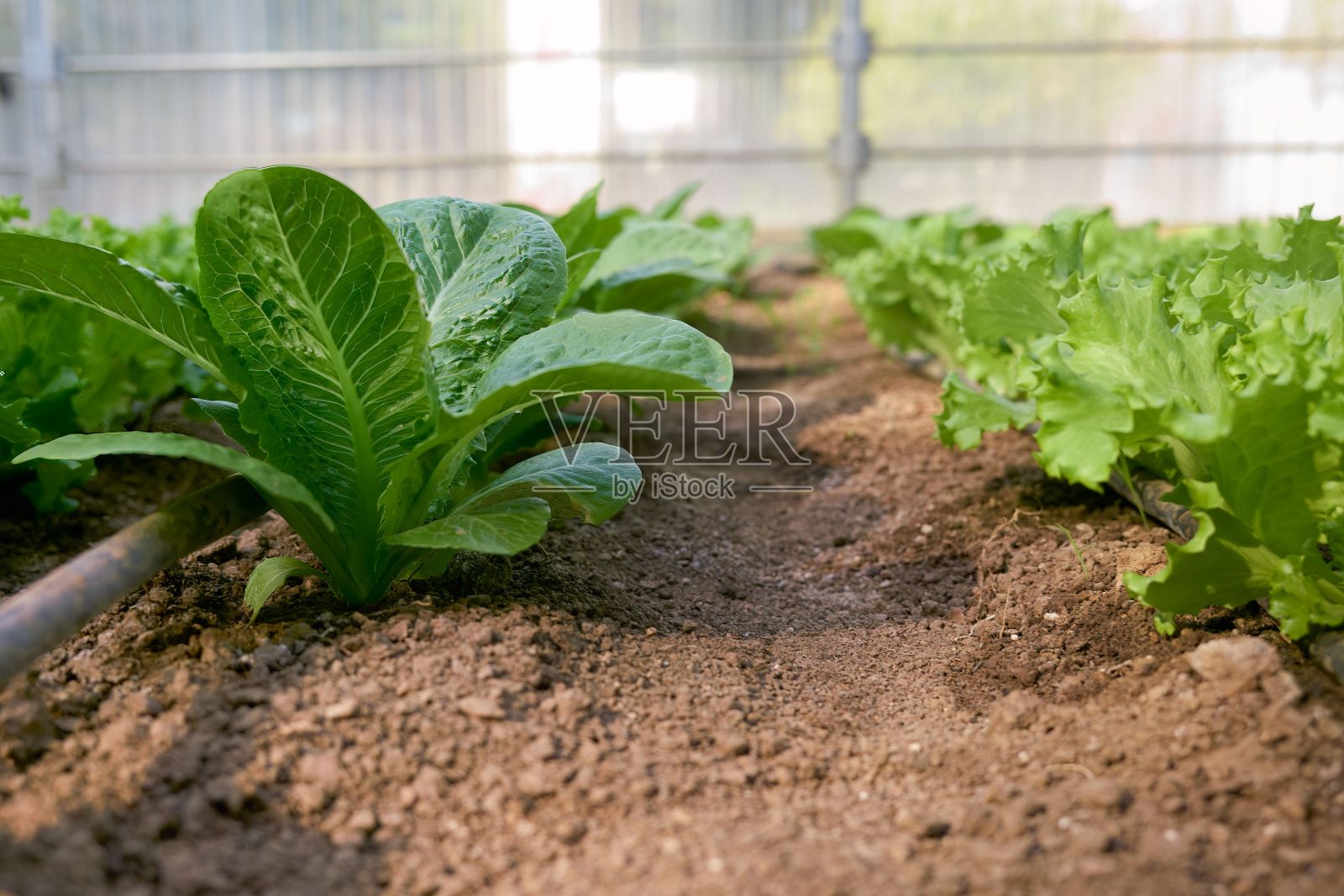 用生物方法种植的生菜。安装自动滴灌系统。园艺。照片摄影图片