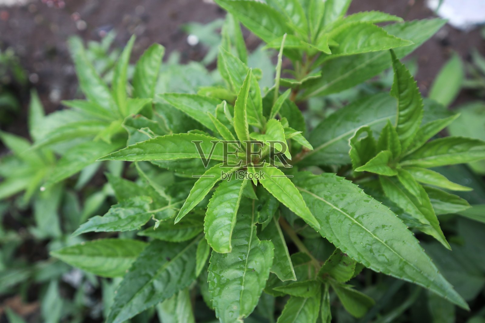 防止balsamina L照片摄影图片