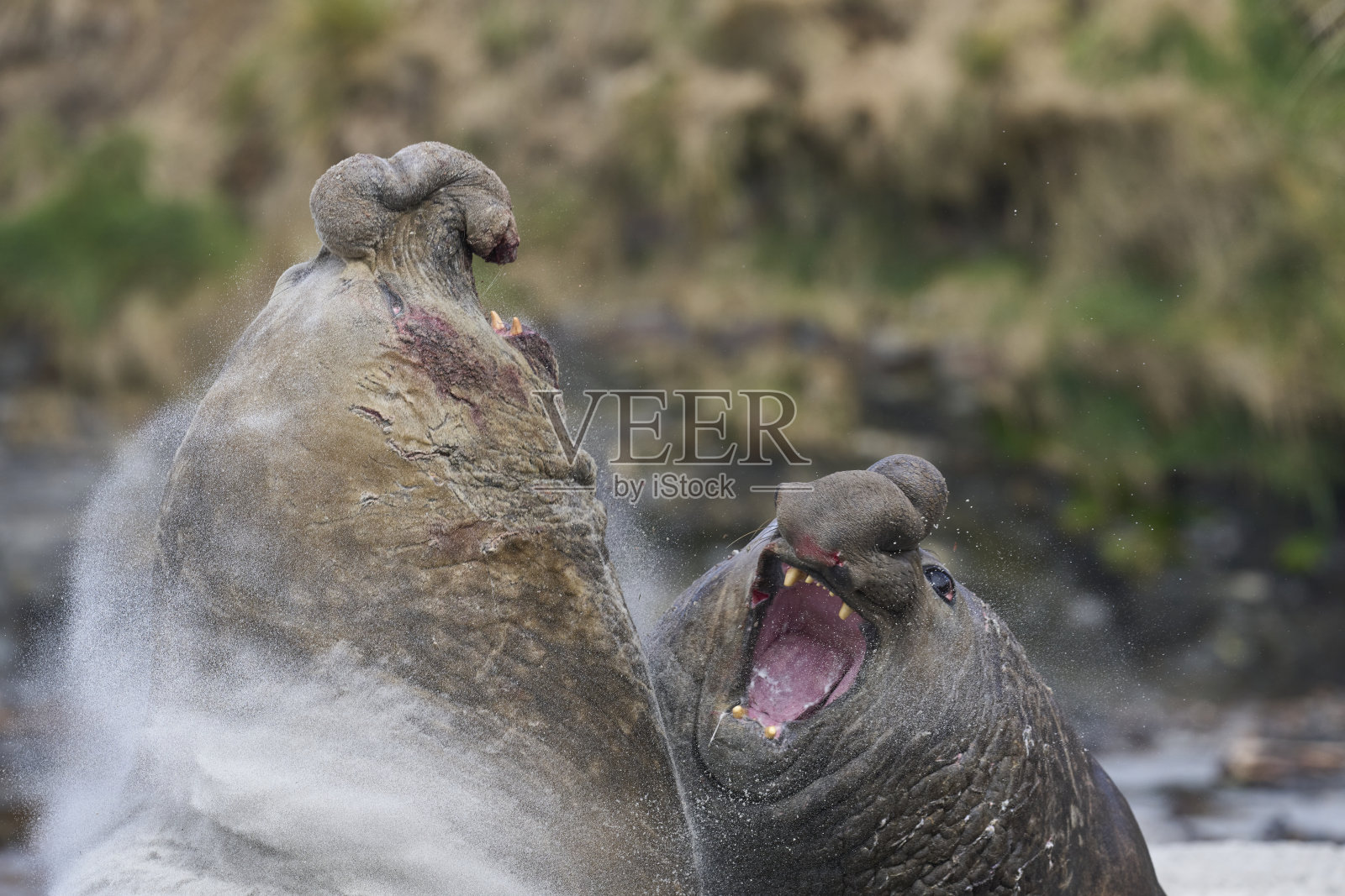 巨人之战照片摄影图片