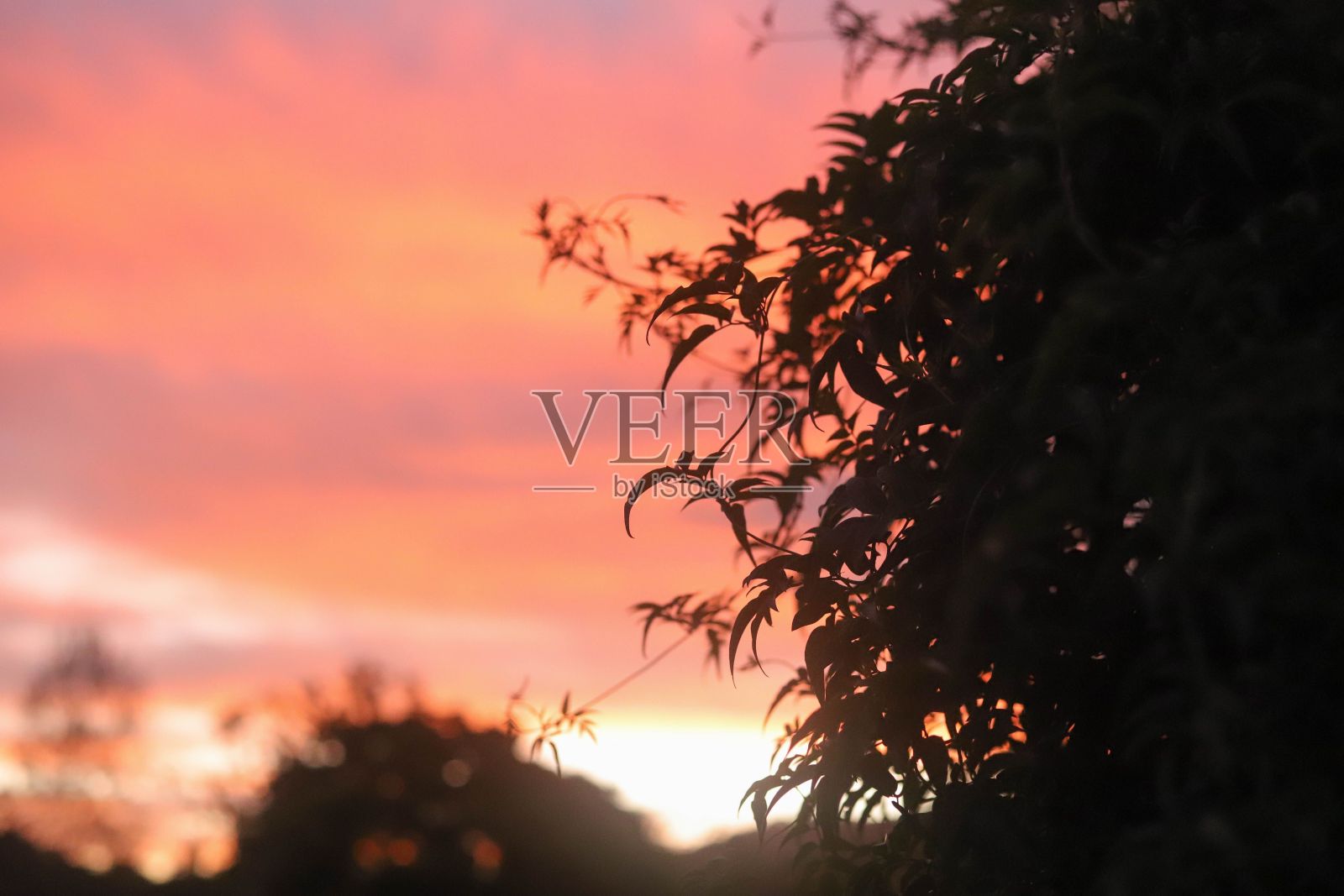 夕阳下树木的剪影照片摄影图片