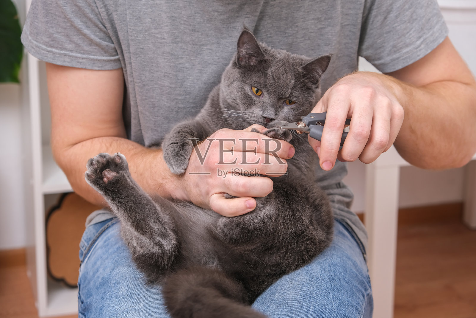 一个男人用剪爪器剪一只小灰猫的爪子。黄绿色抗拒。照片摄影图片