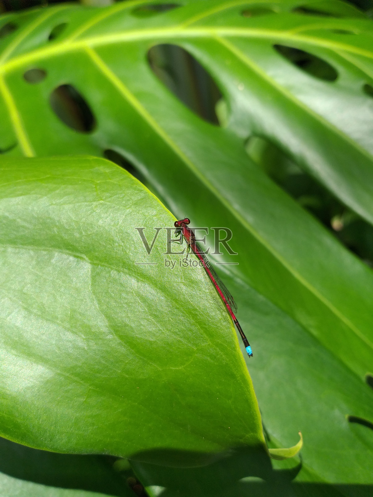 活的植物照片摄影图片
