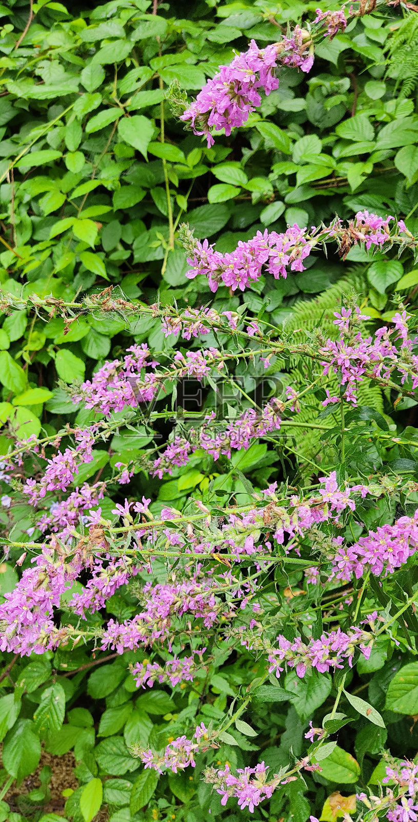 花园里春暖花开照片摄影图片