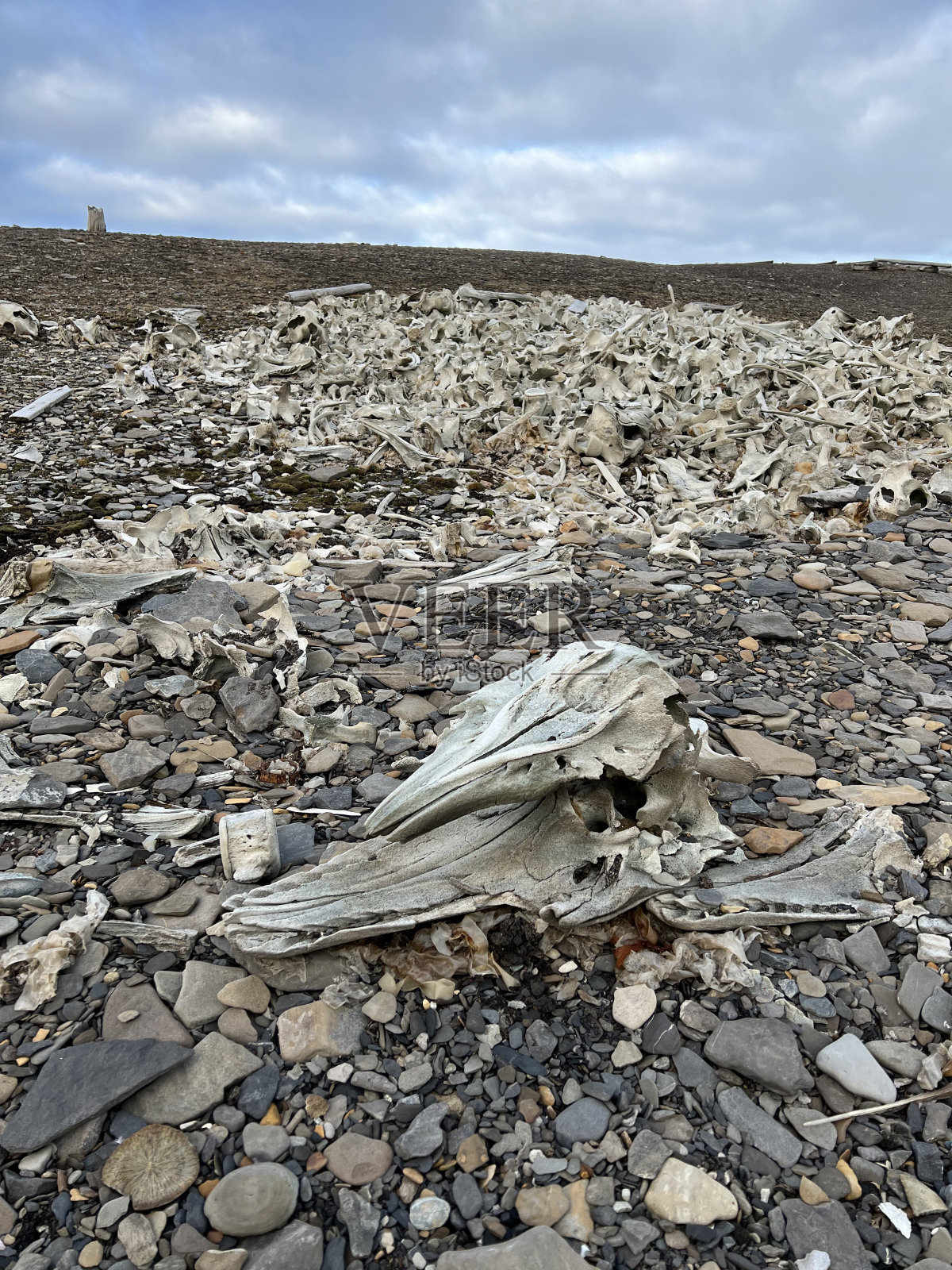 斯瓦尔巴群岛的鲸骨照片摄影图片