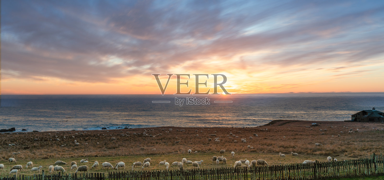 草地上的羊。日落日出海面上的水与戏剧性的天空，背景。照片摄影图片