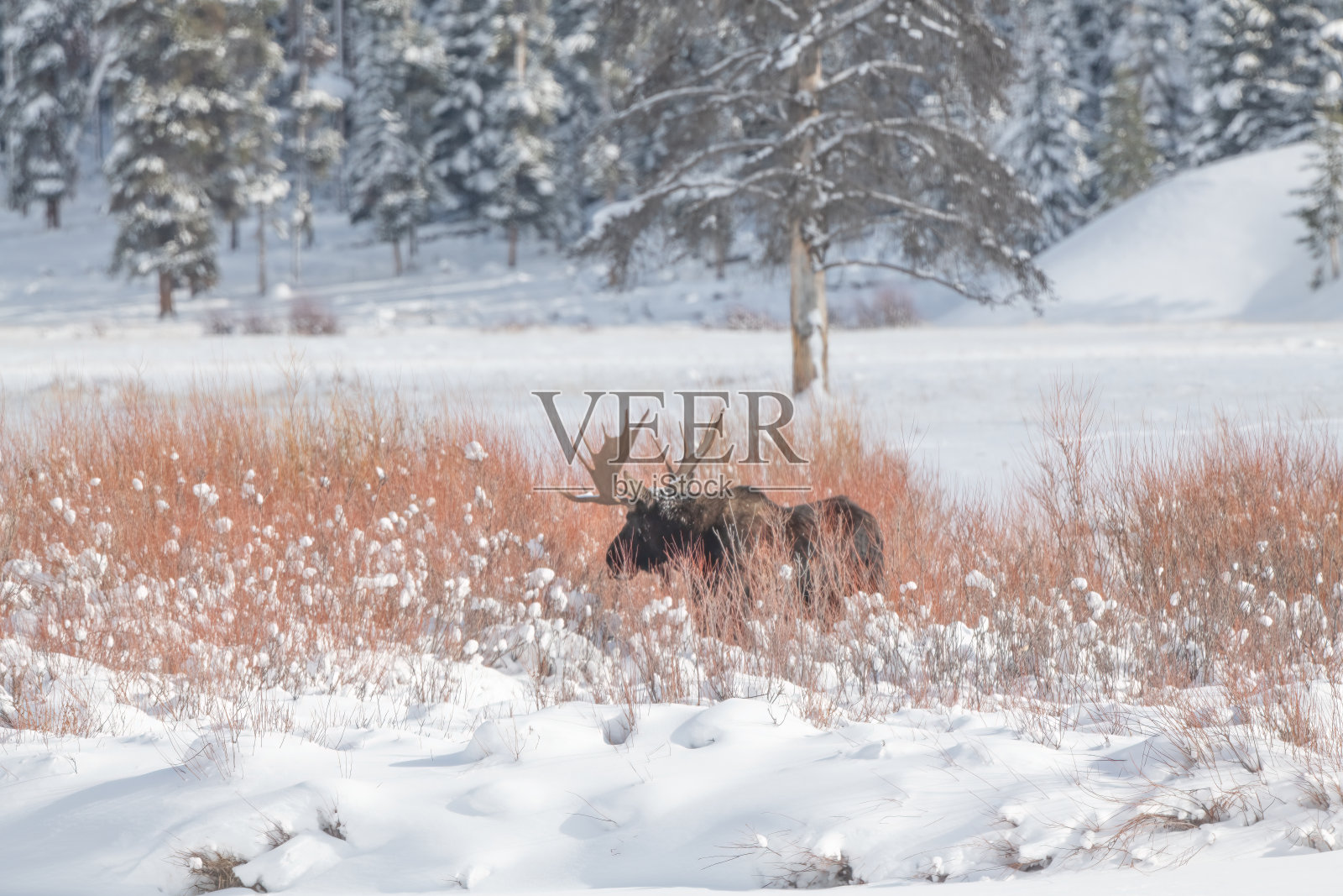 在美国黄石国家公园与蒙大拿州接壤的怀俄明州西北部，一只大公牛驼鹿在厚厚的积雪中啃食柳枝照片摄影图片