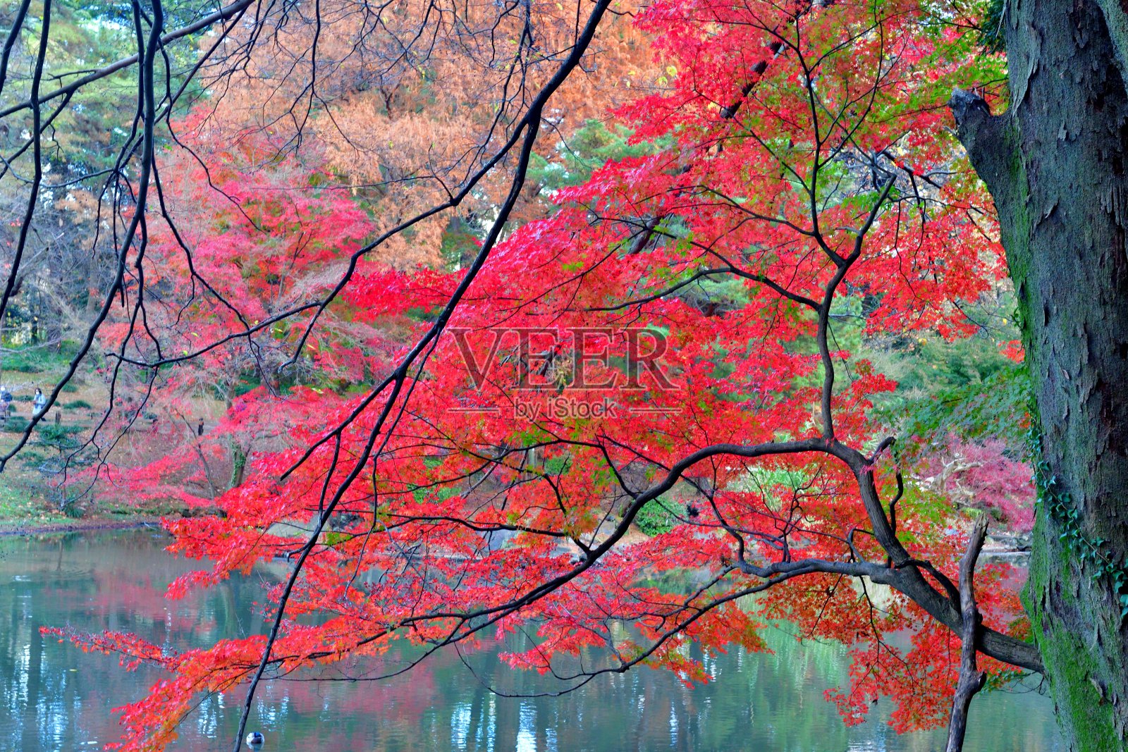 东京公园里日本枫树的秋叶颜色照片摄影图片