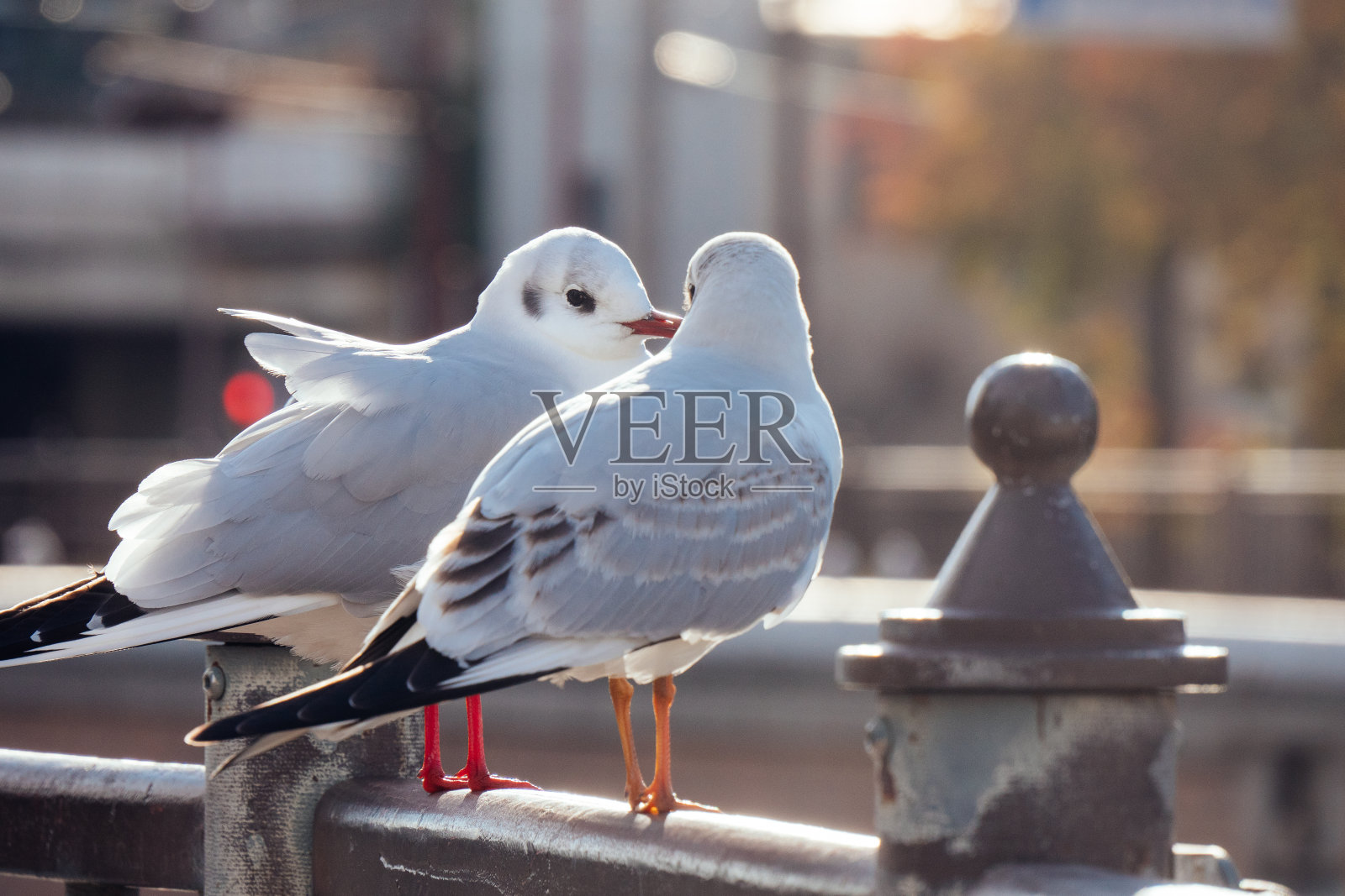 两只海鸥栖息在城市大桥的栏杆上照片摄影图片
