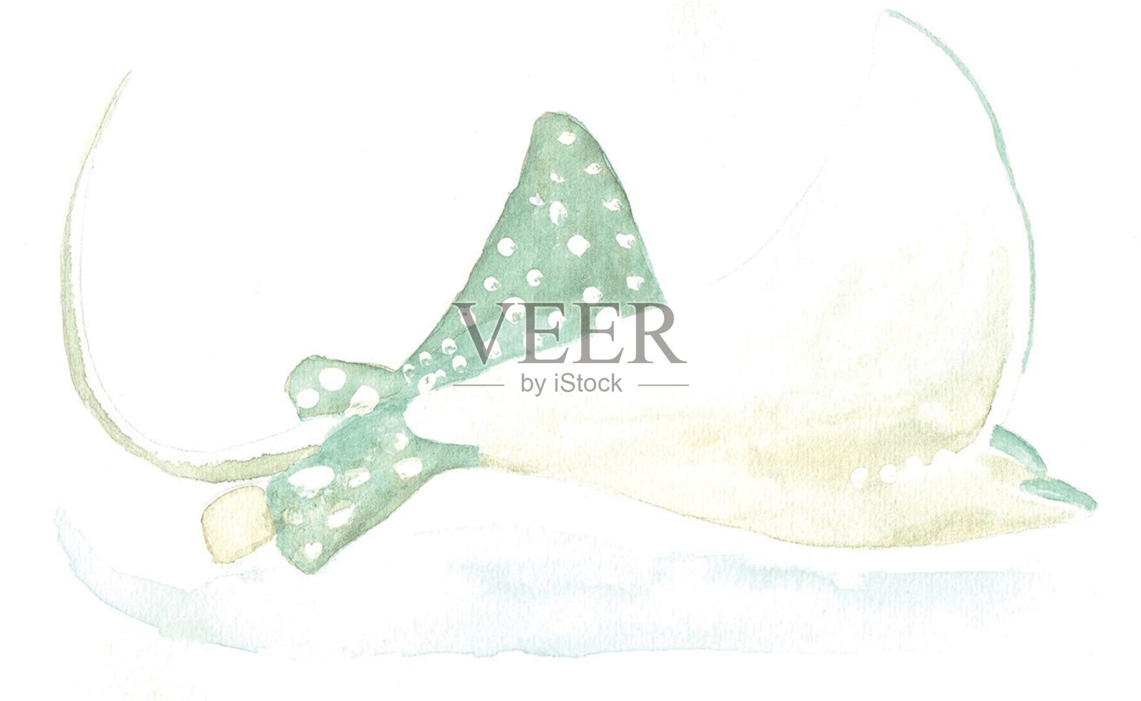 画光滑的黄貂鱼插画图片素材