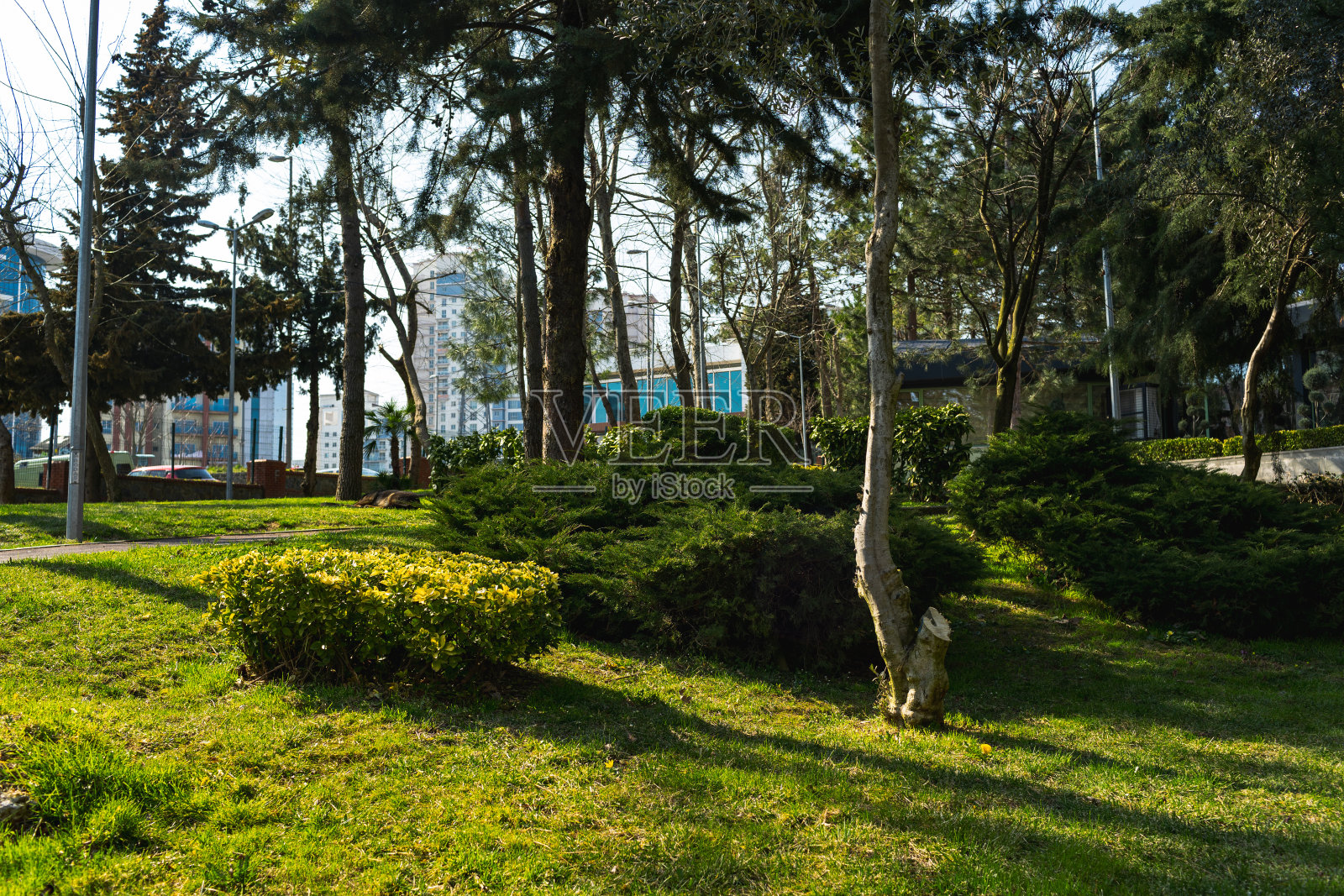 公园里的树有绿草和阳光照片摄影图片