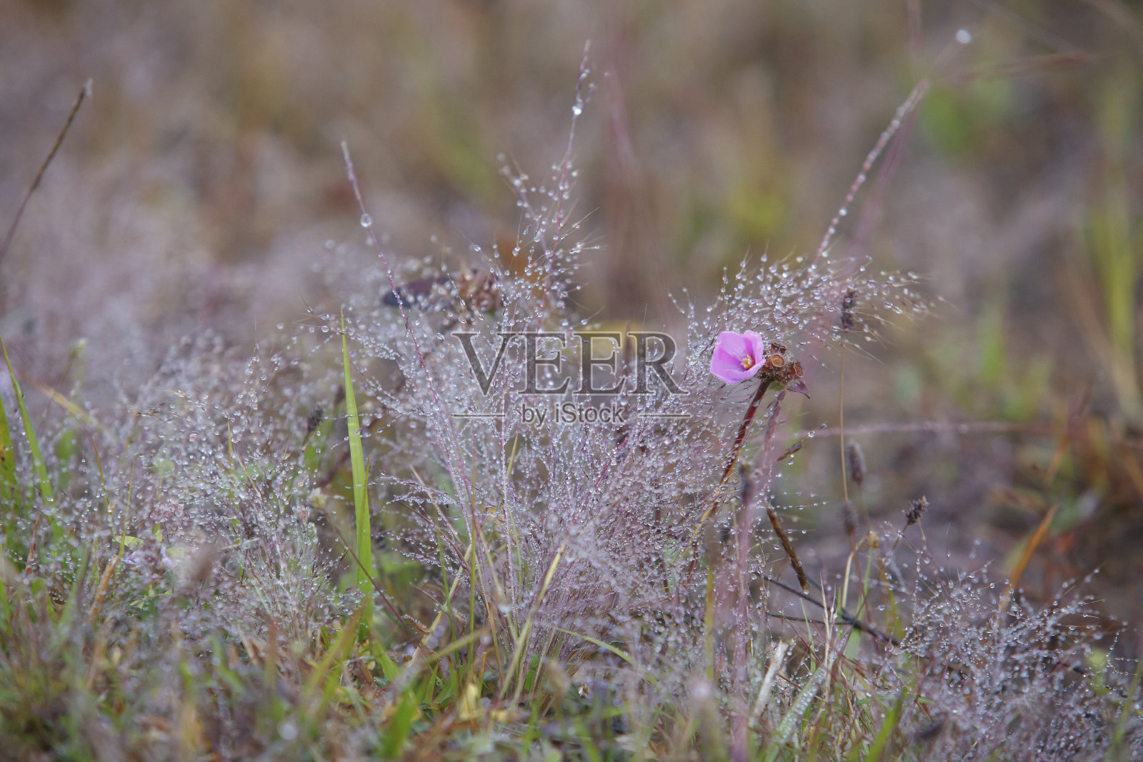 在冬季花园的特写中，花朵被霜覆盖。照片摄影图片