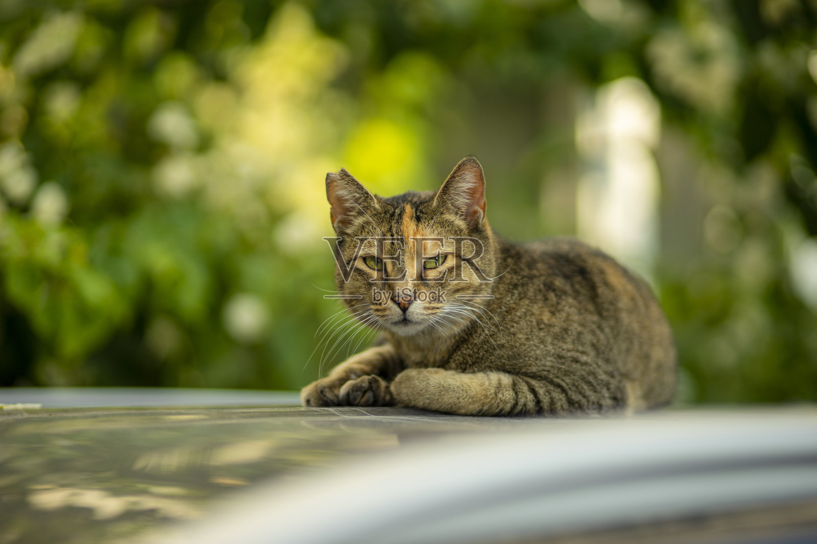 虎斑猫照片摄影图片