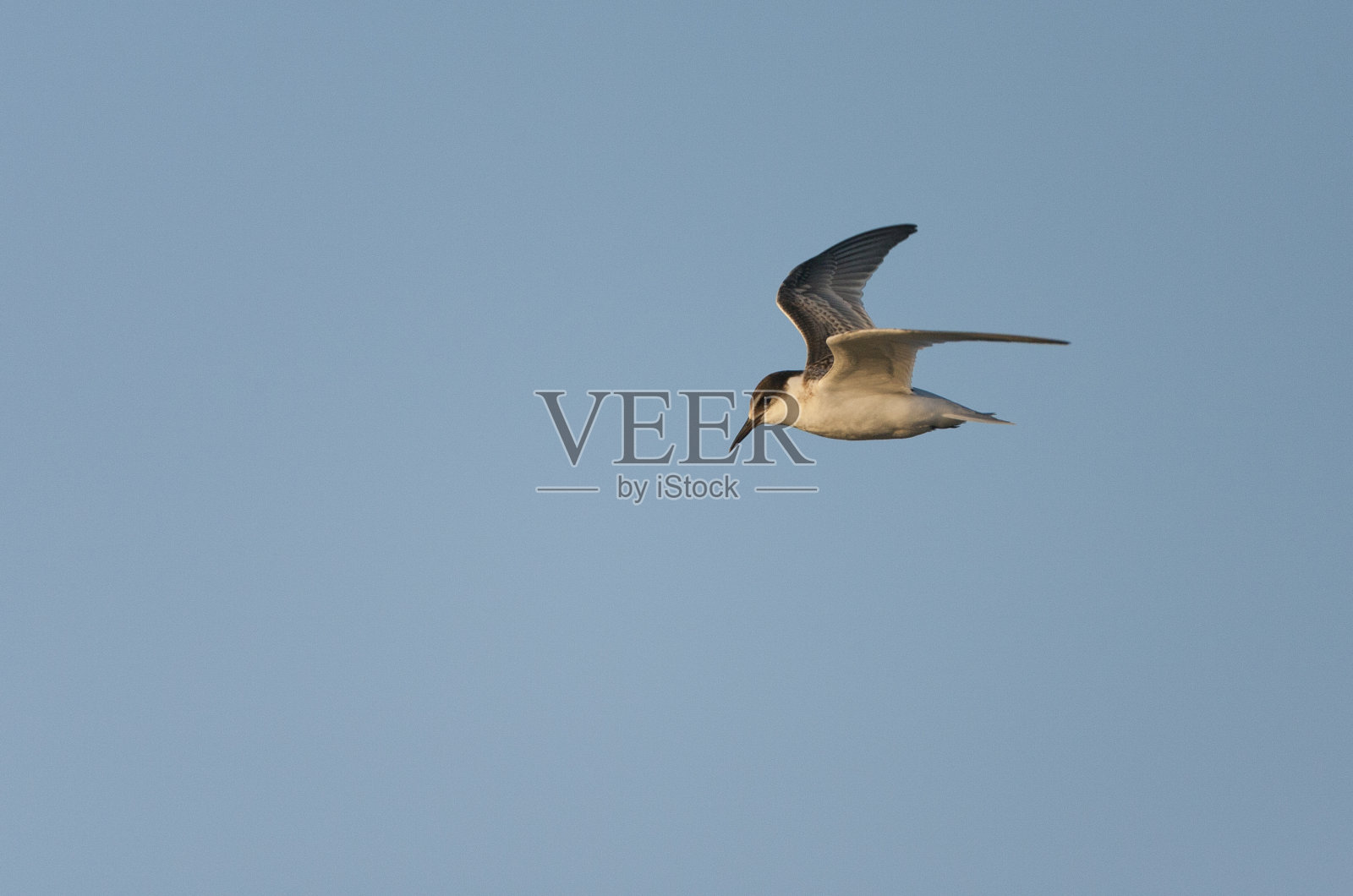 家丁照片摄影图片