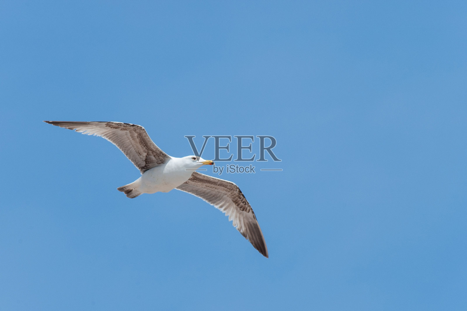 黄腿金，拉鲁斯·米查赫利斯·米查赫利斯照片摄影图片