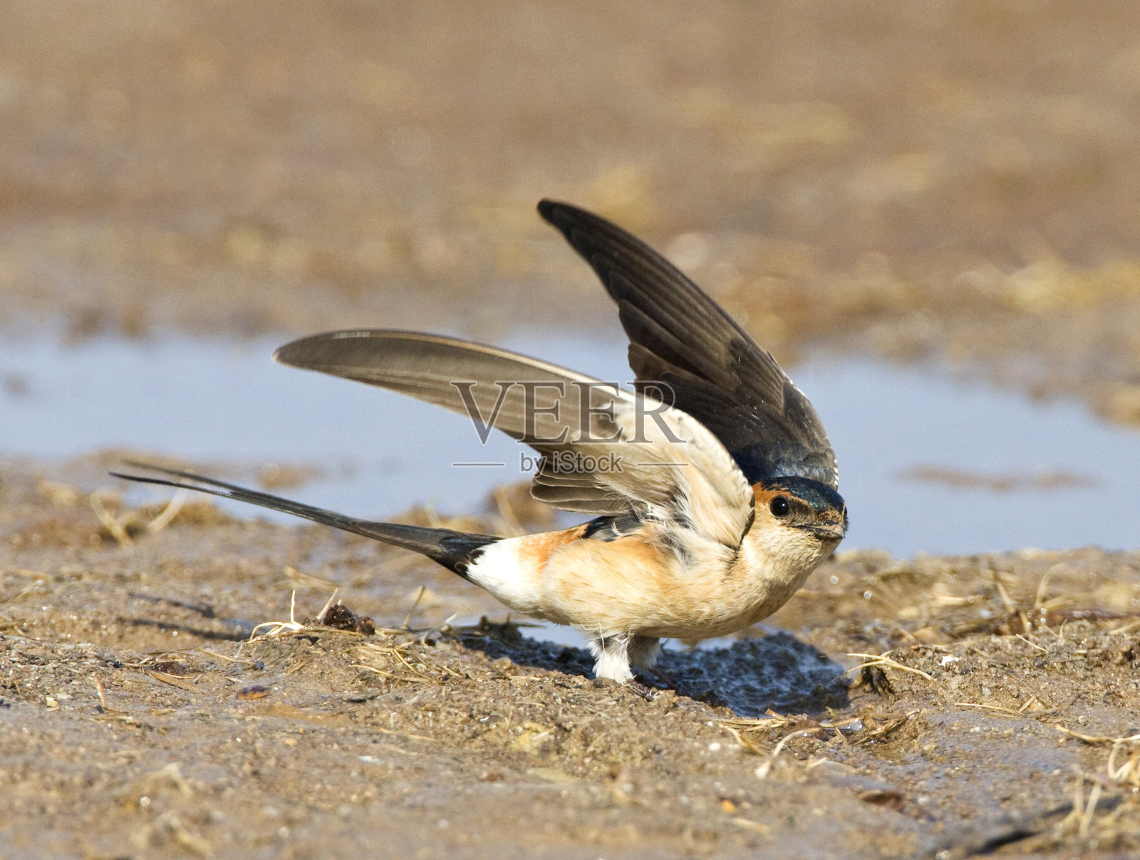 红腰燕子，Cecropis daurica照片摄影图片