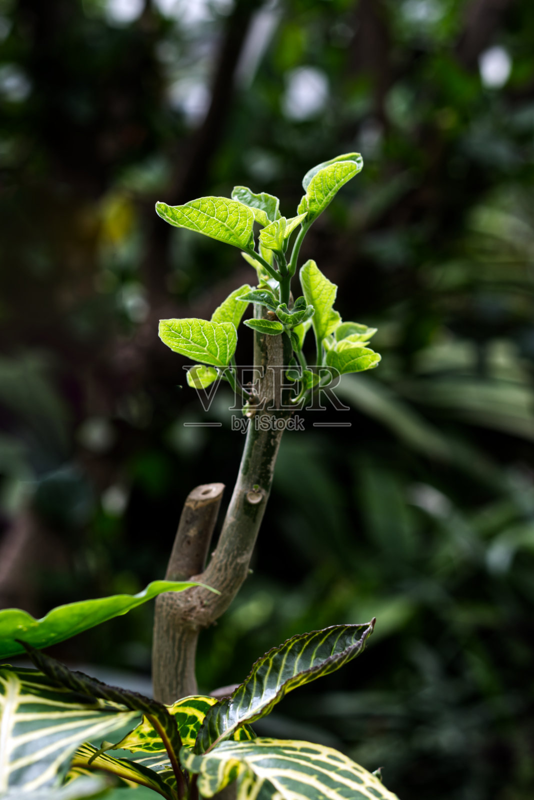 树叶从竹竿，多伦多，安大略省，加拿大照片摄影图片