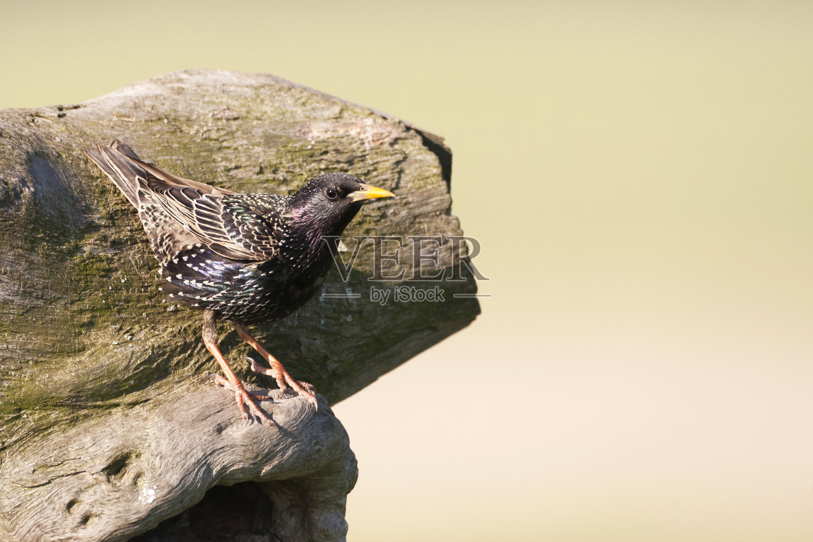 飞燕，八椋鸟，普通鲟鱼照片摄影图片