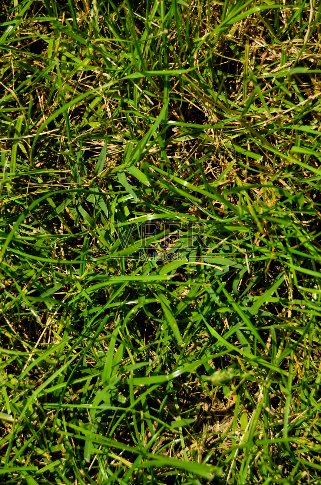 绿草图案纹理照片摄影图片