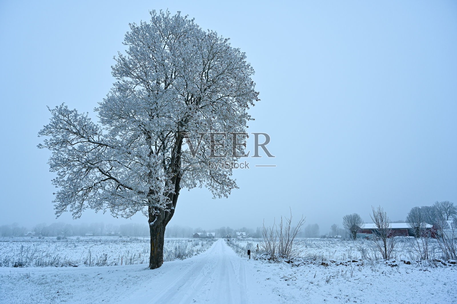 12月寒冷的一天，路边有一棵高大的树照片摄影图片
