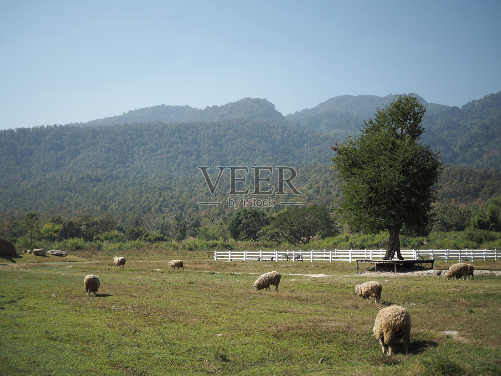 在泰国清迈的Huay Tueng Tao，羊群在草地上照片摄影图片