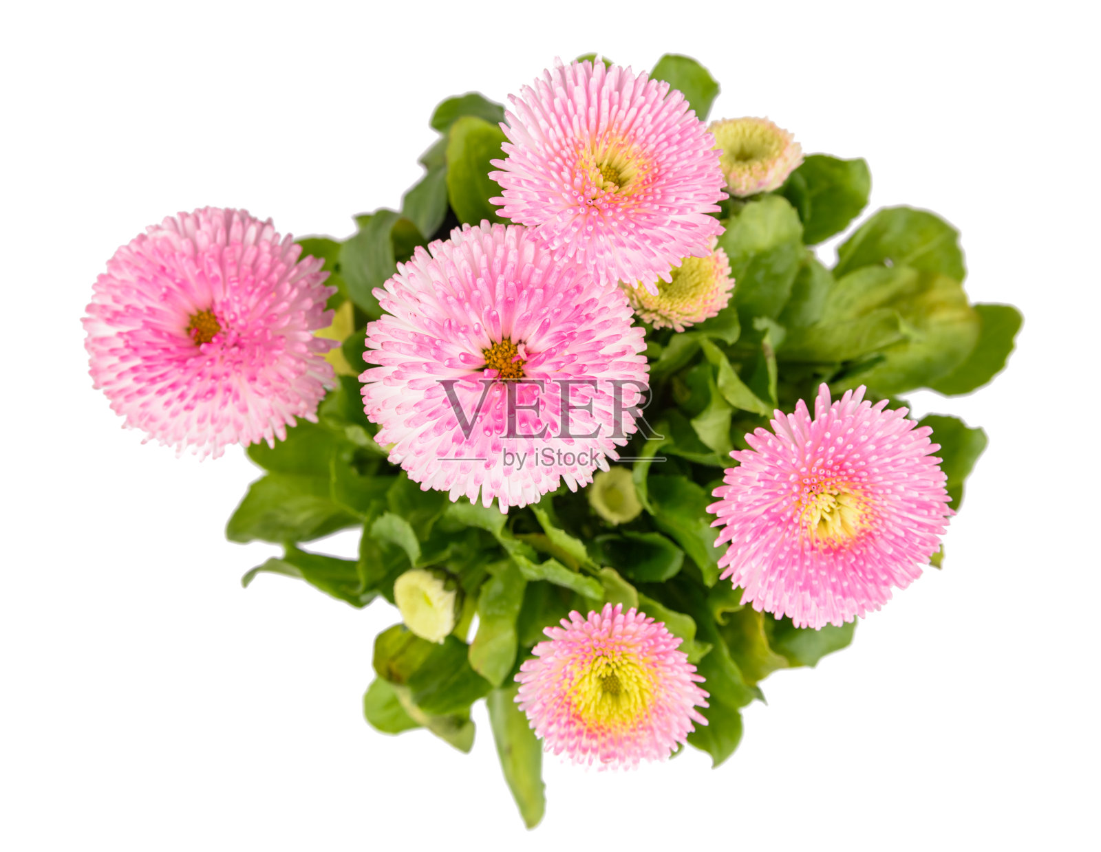 雏菊花照片摄影图片