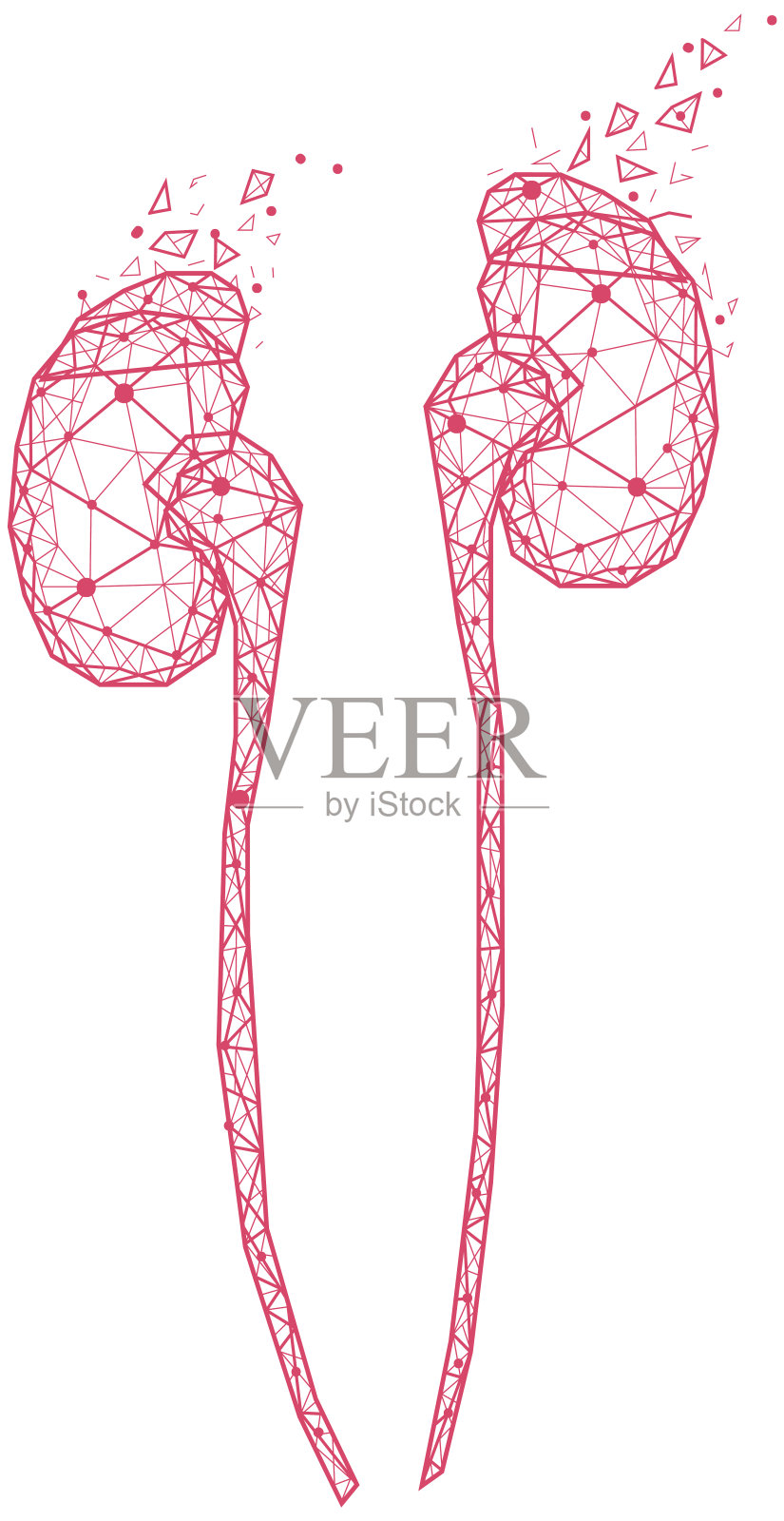 由红线和点组成的多边形人体肾脏。排尿器官，人体泌尿系统插画图片素材