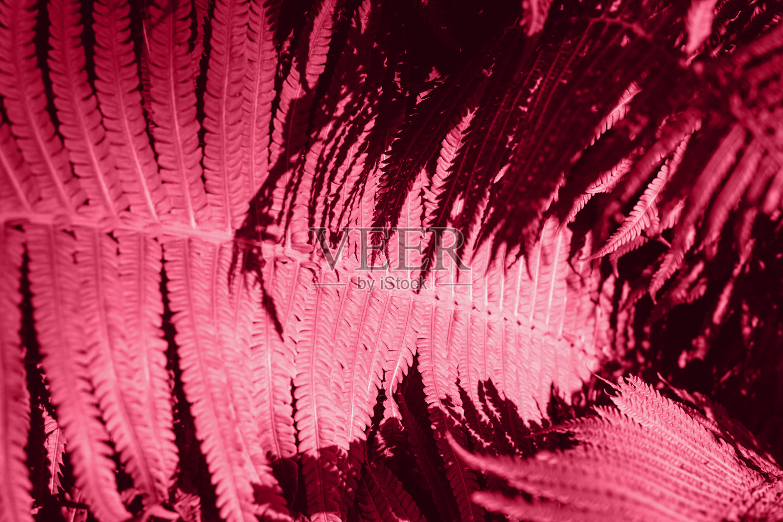 多汁的紫色亮叶为洋红色背景。照片摄影图片