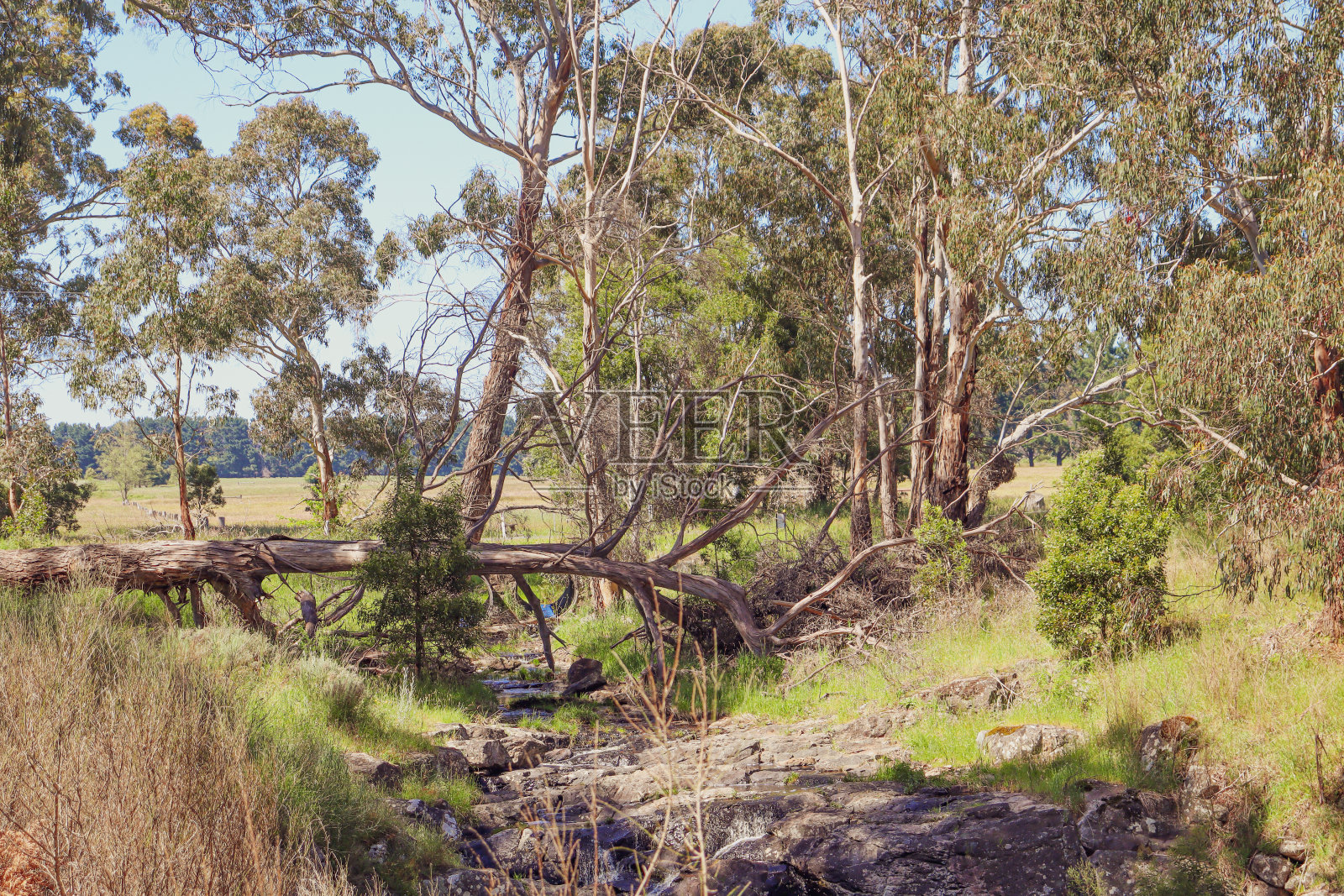 在代尔斯福德附近的水手瀑布，澳大利亚乡村景观与倒下的桉树照片摄影图片