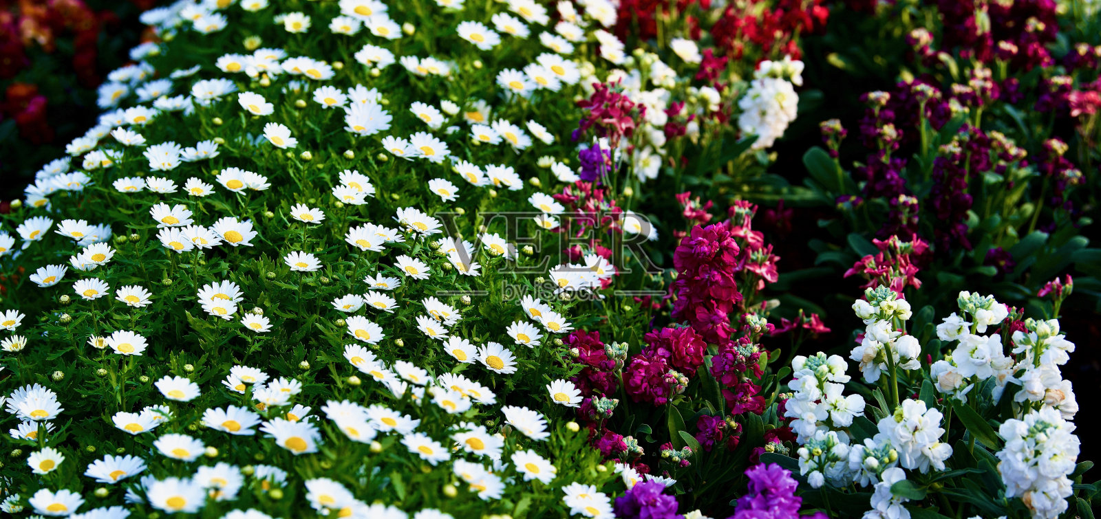 Melanie White Sunflowers，昆士兰Toowoomba照片摄影图片