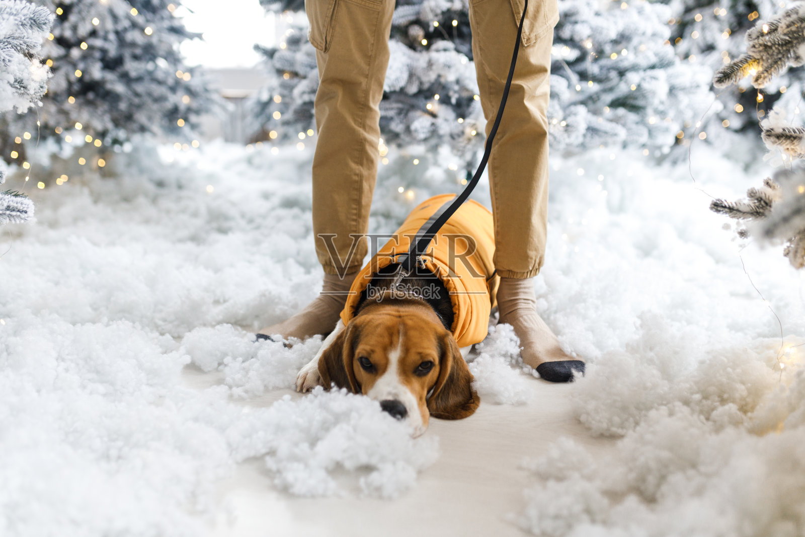 美丽的比格犬坐在圣诞树旁摆姿势。小猎犬躺在鹿的旁边。狗年气氛。照片摄影图片