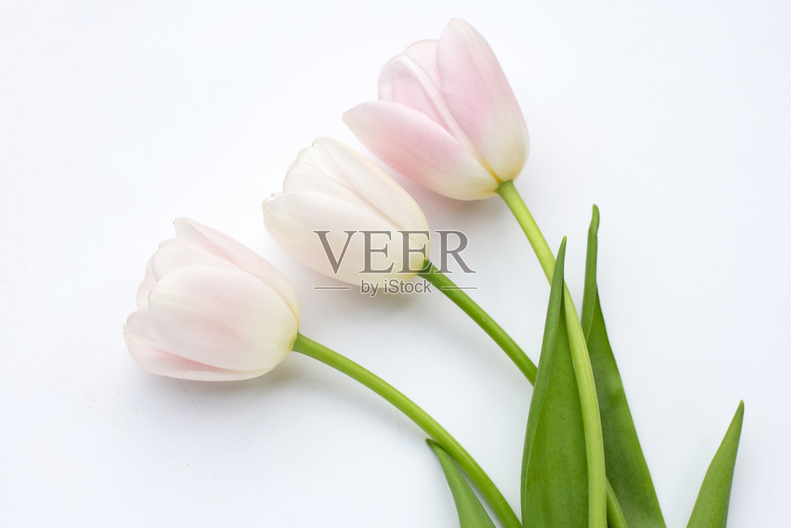白色背景上的白色粉色郁金香。照片摄影图片