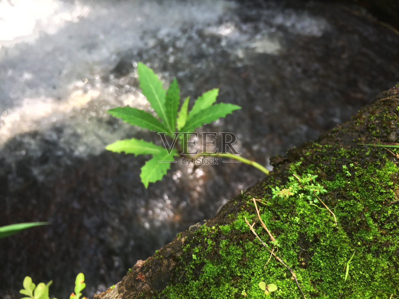 陡峭河流上的鹅卵石小路照片摄影图片