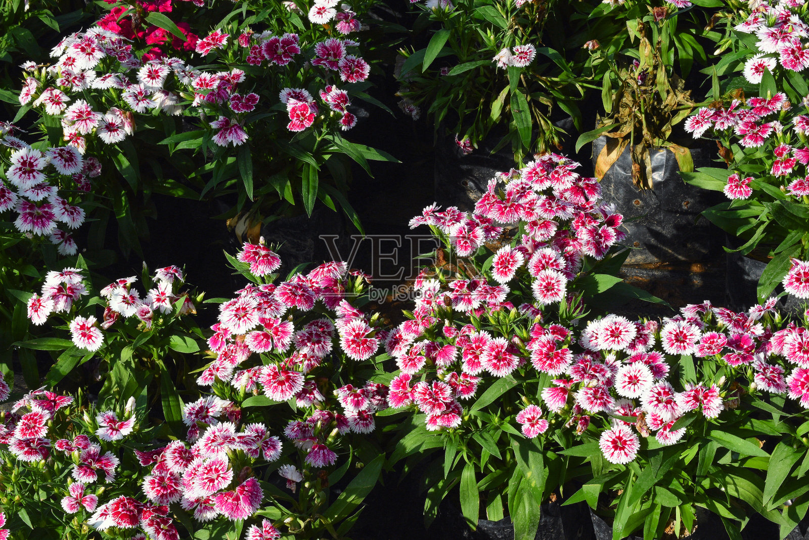 甜美的威廉·弗劳尔斯，泰国佛莱照片摄影图片