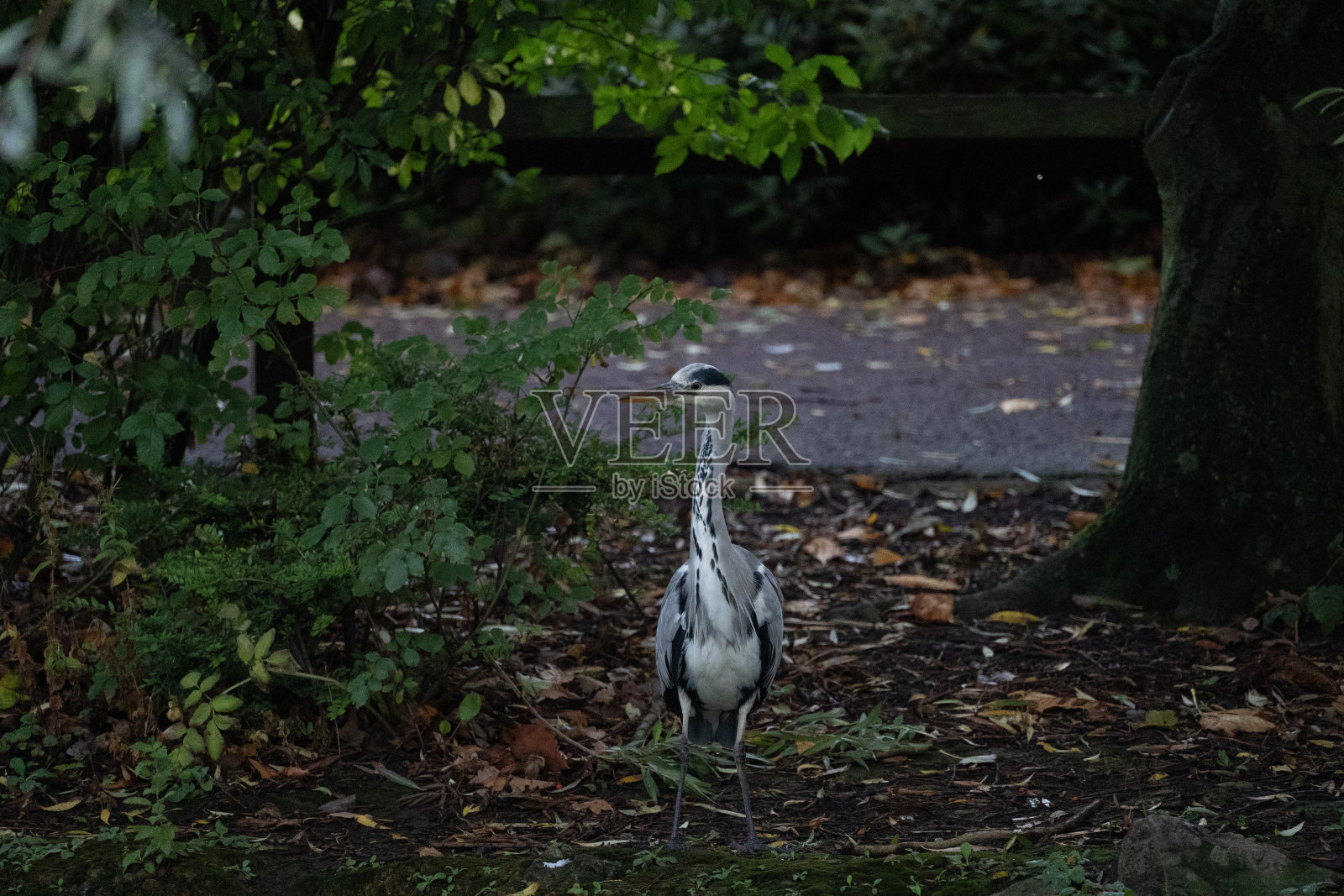 钓鱼照片摄影图片