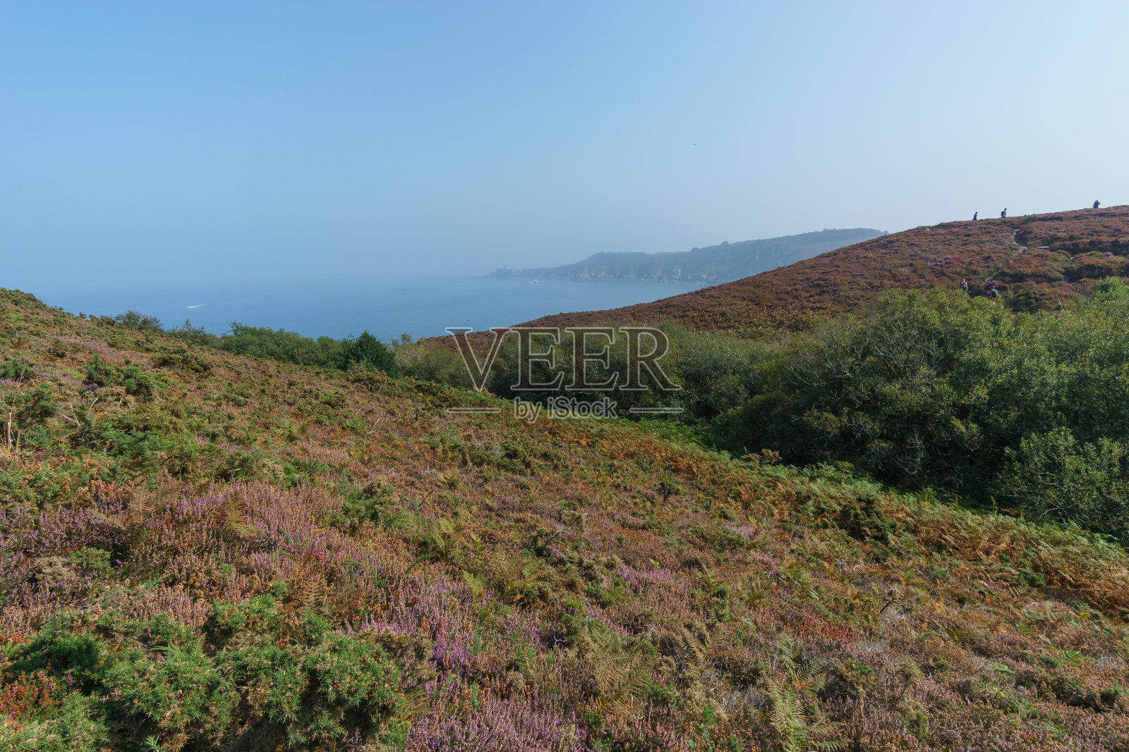 在一个朦胧的夏日，法国布列塔尼，覆盖着石南花的爱海岸景观照片摄影图片