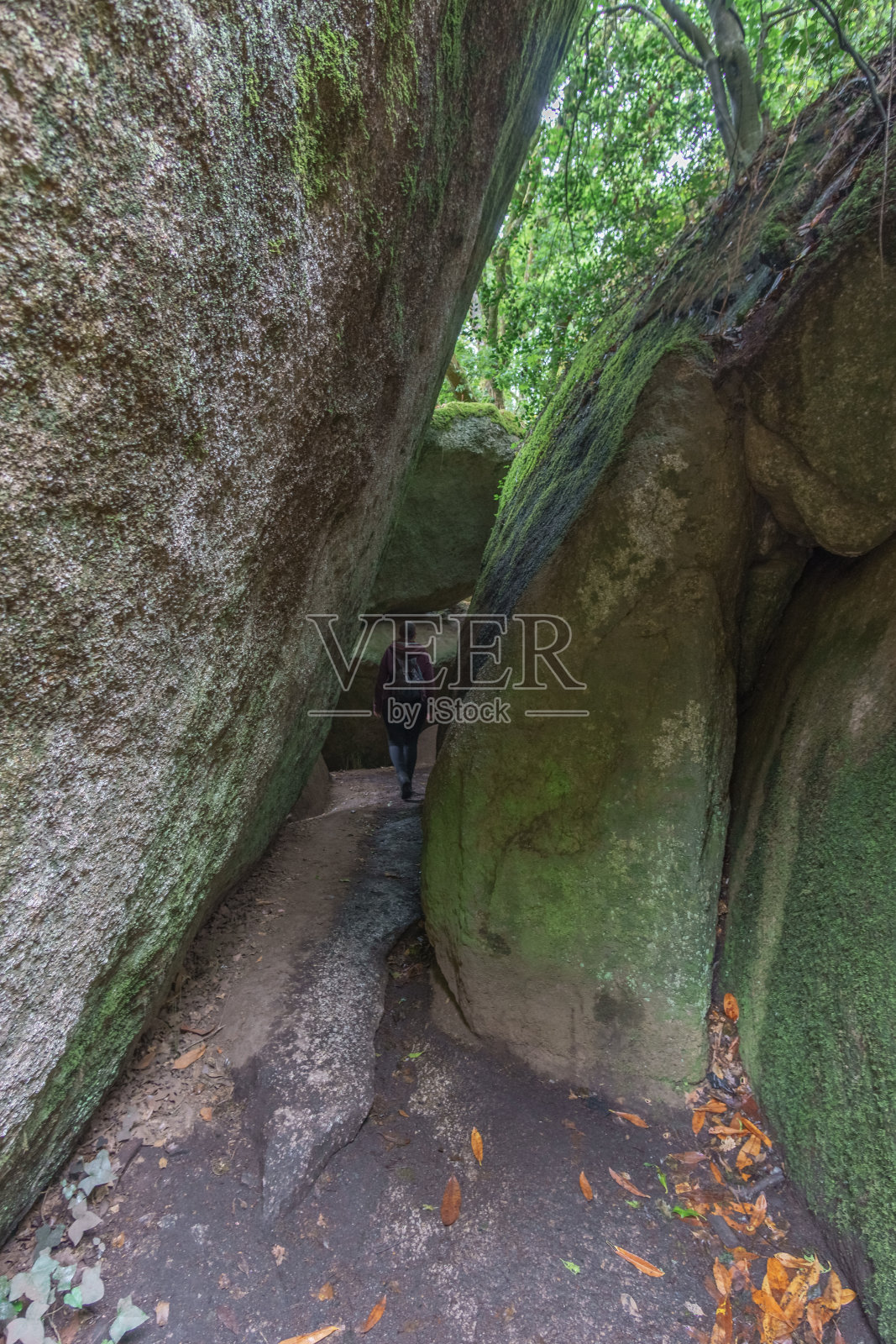 在法国布列塔尼的Huelgoat森林中穿过苔藓生长的岩石照片摄影图片