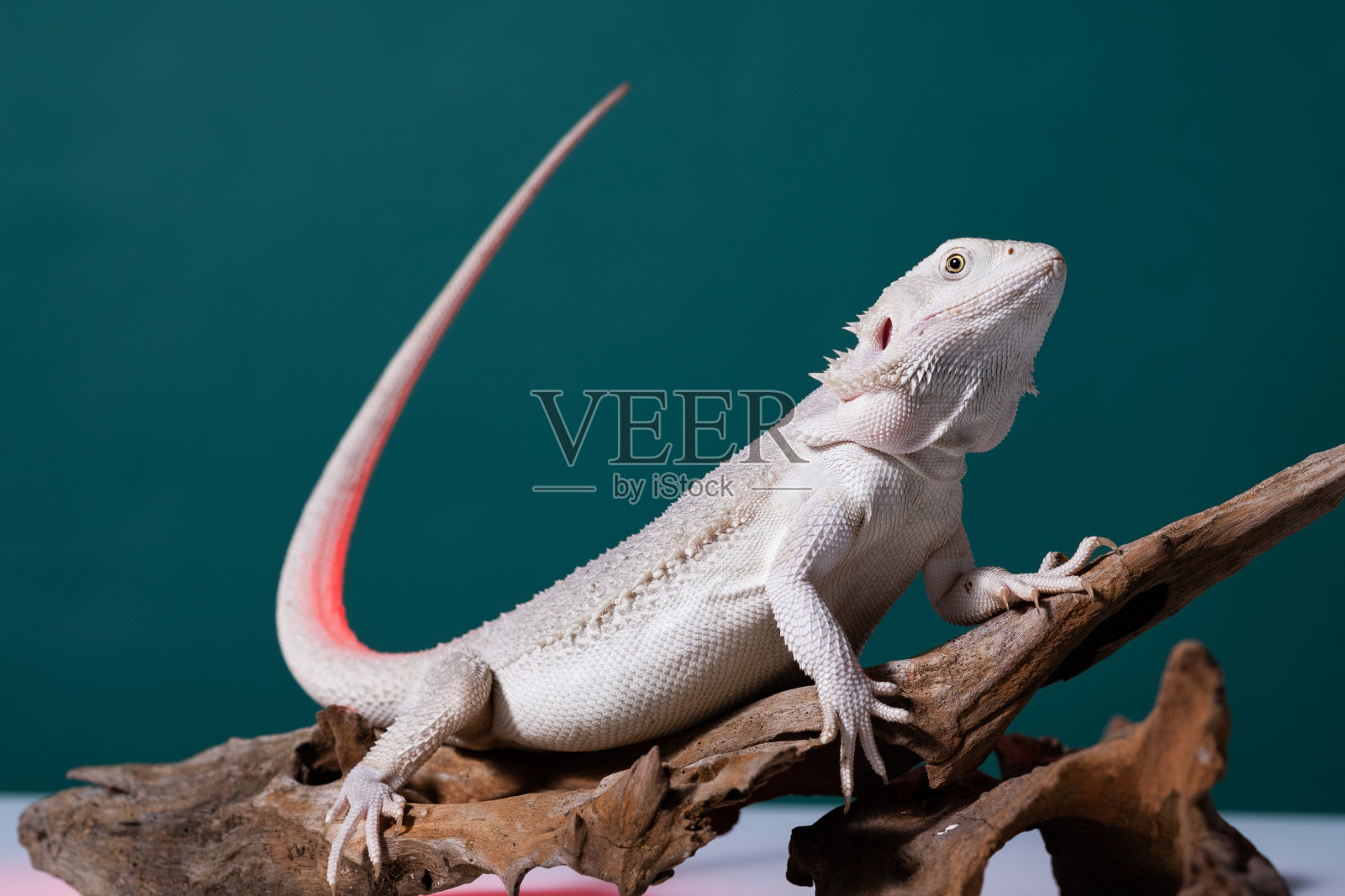 地面上有彩色背景的大胡子龙照片摄影图片