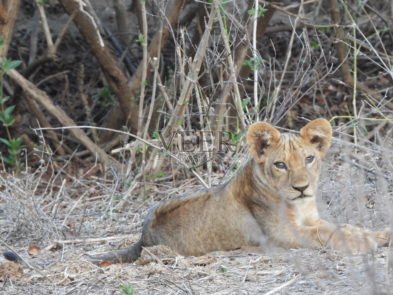 狮子照片摄影图片