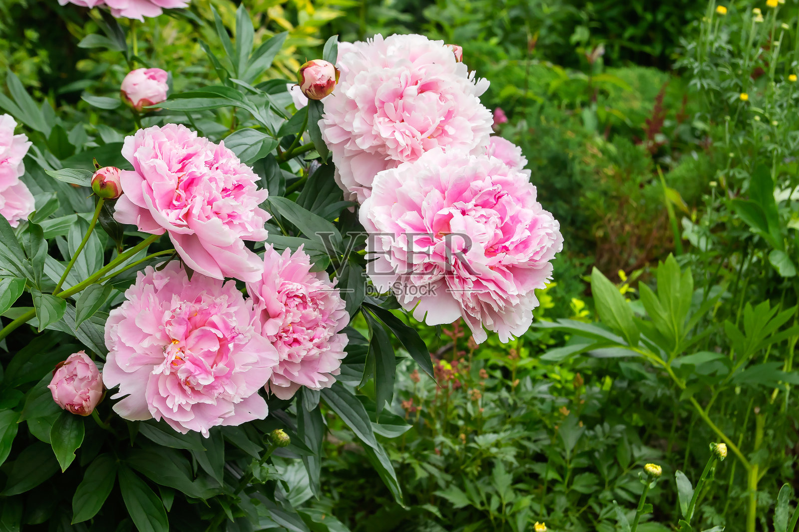 牡丹花:夏天乡间院子里的多年生开花的大牡丹丛照片摄影图片