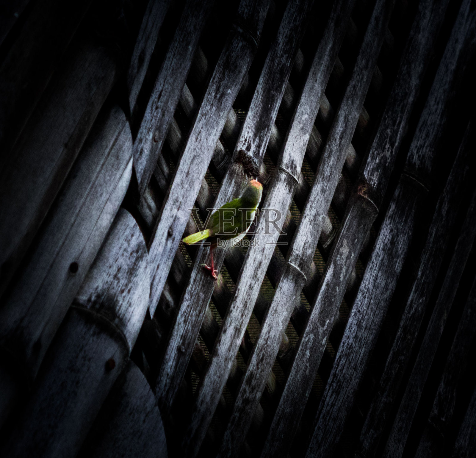 特写镜头的彩色普通裁缝鸟坐在屋顶上被黑暗包围照片摄影图片