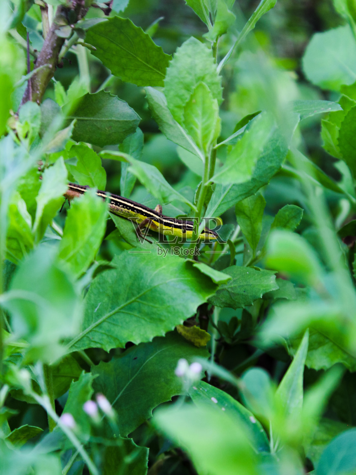 照片模糊动物照片摄影图片